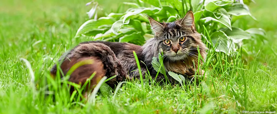 Сколько живут мейн-куны