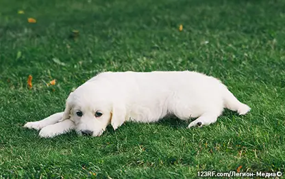 Шунт у собаки