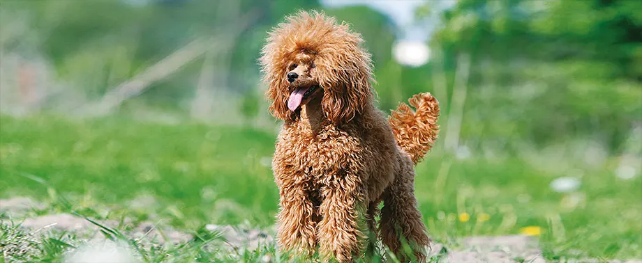 Чем кормить пуделя