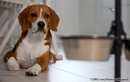 Лептоспироз у собак