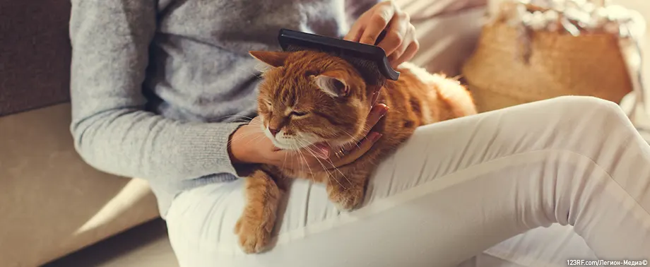 Кого лучше завести, кота или кошку?