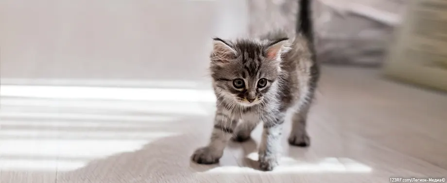 В каком возрасте котята начинают есть самостоятельно