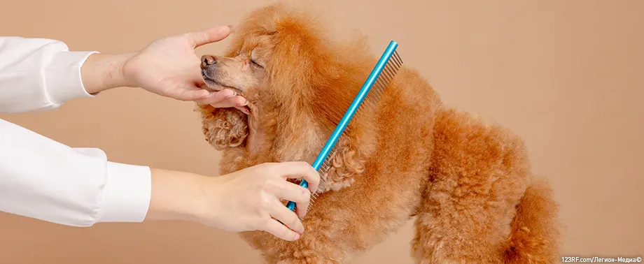 Груминг для собак