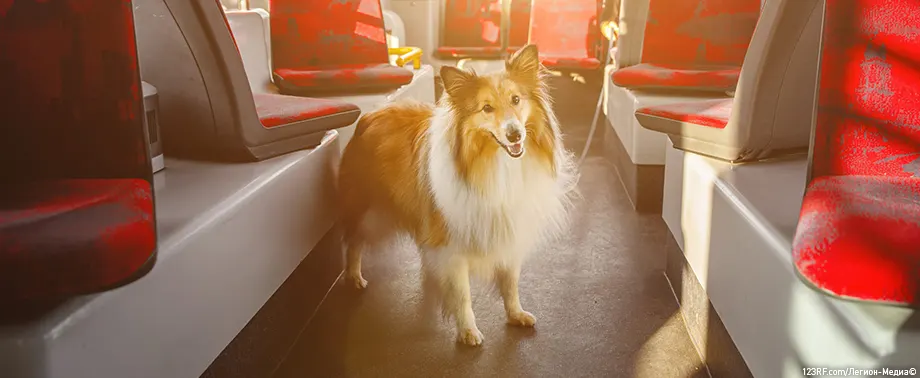 Можно ли с собакой в автобус?