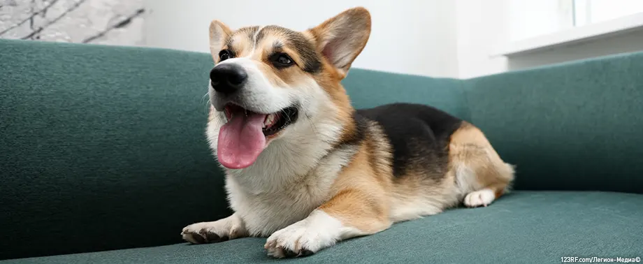 Интересные факты о собаках