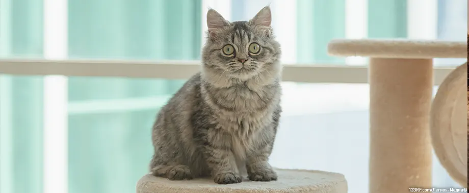 Интересные факты о кошках