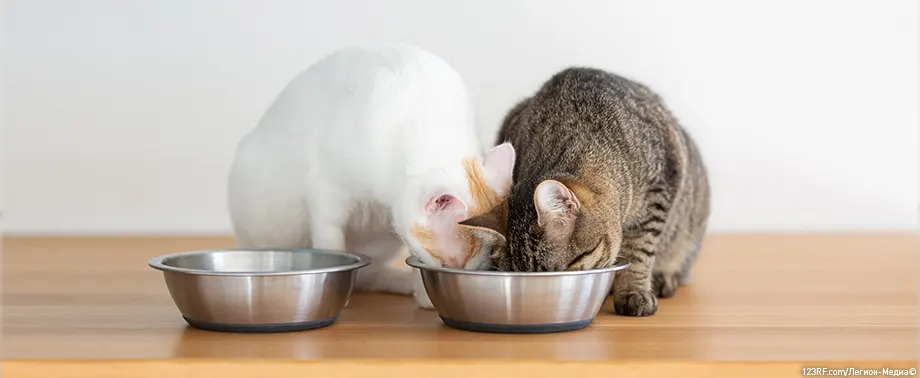 Можно ли кошкам яйца?