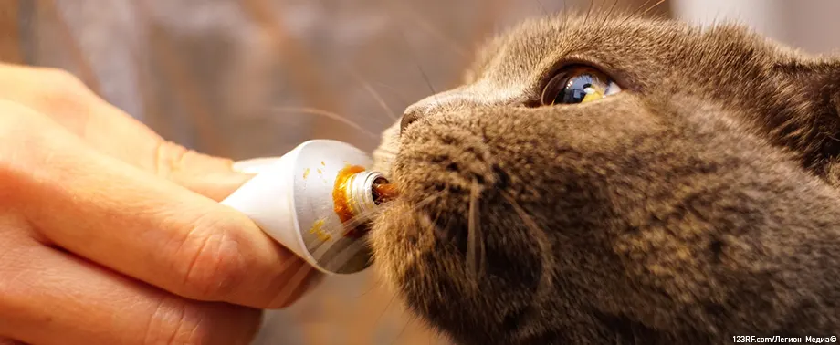 Витамины для кошек