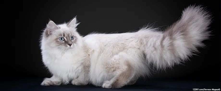 Популярные породы кошек