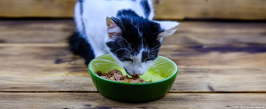 Сколько раз в день кормить кошку