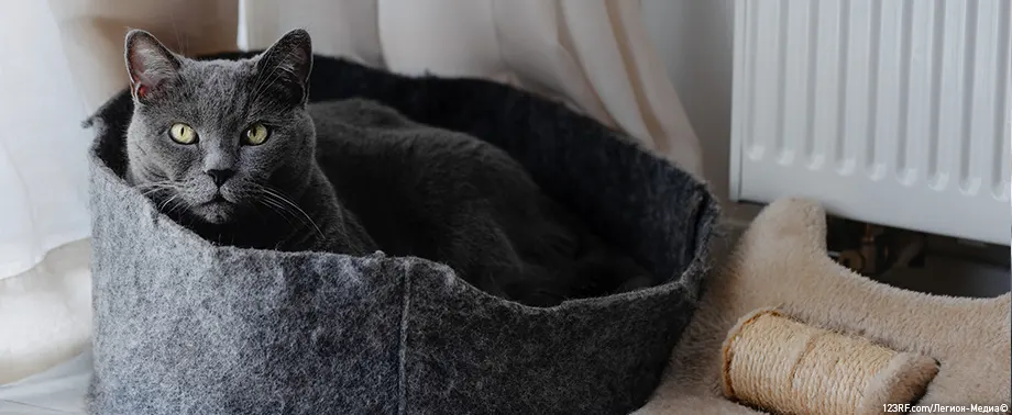 Лежанка для кошки своими руками