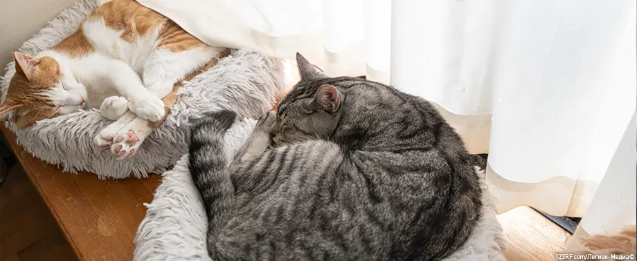 Два кота в одной квартире