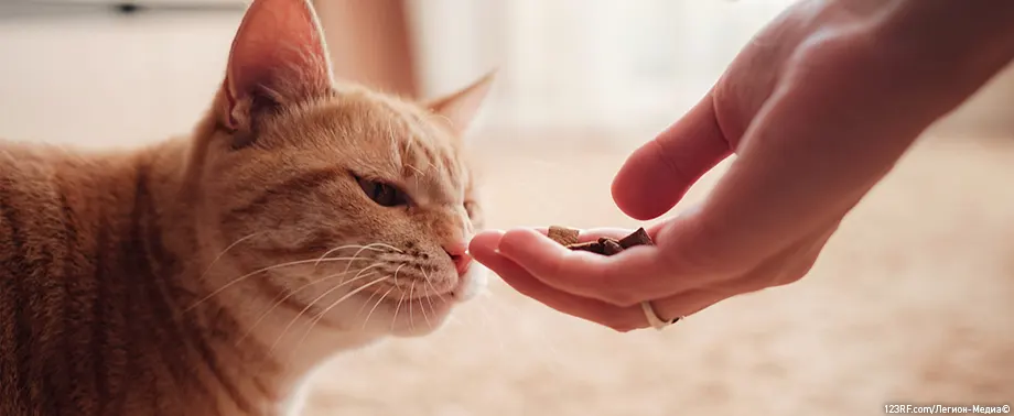 Как быть, если кошка боится владельца?