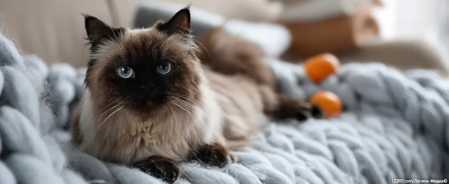 Почему нельзя смотреть в глаза кошке?