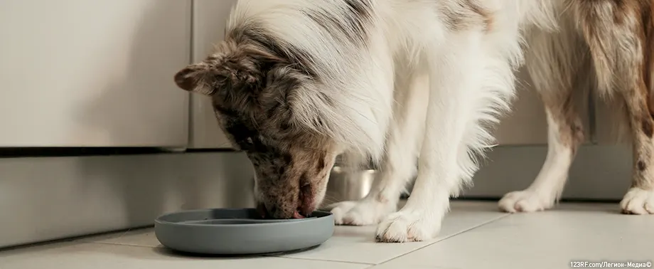Можно ли собакам капусту — белокочанную, брюссельскую и другие сорта