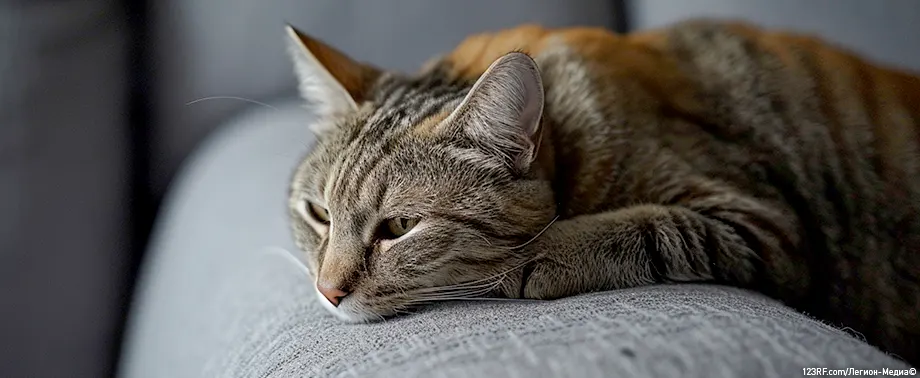 Хроническая почечная недостаточность у кошек