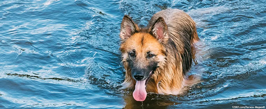 Собаке попала вода в ухо 