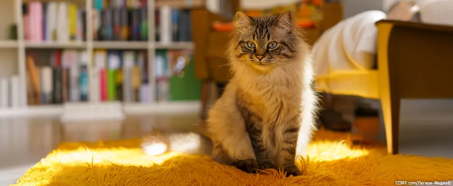 Сколько хромосом у кошки?