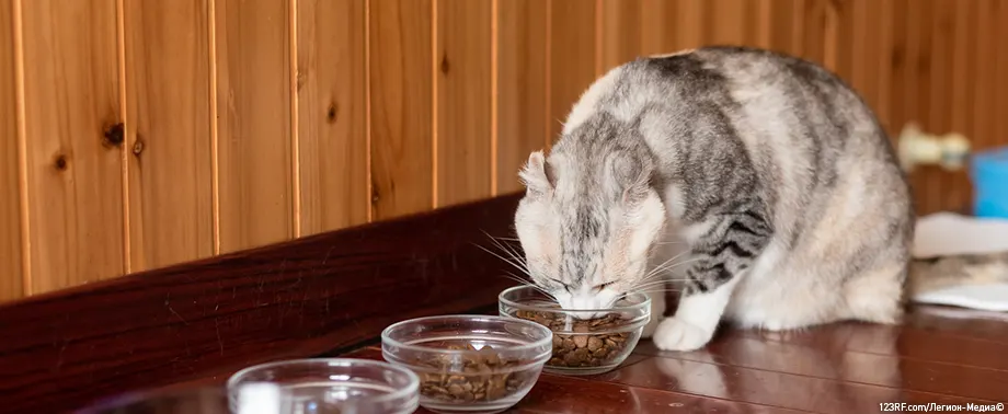 Переедание у кошек