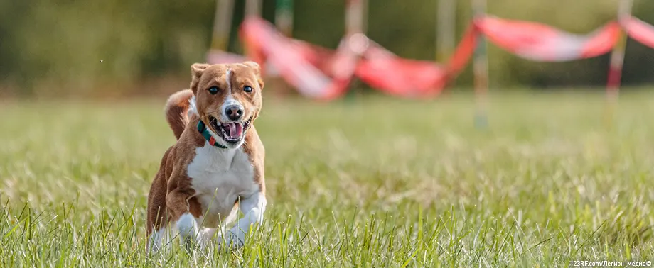 Обидиенс для собак