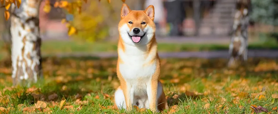 Чем кормить сиба-ину