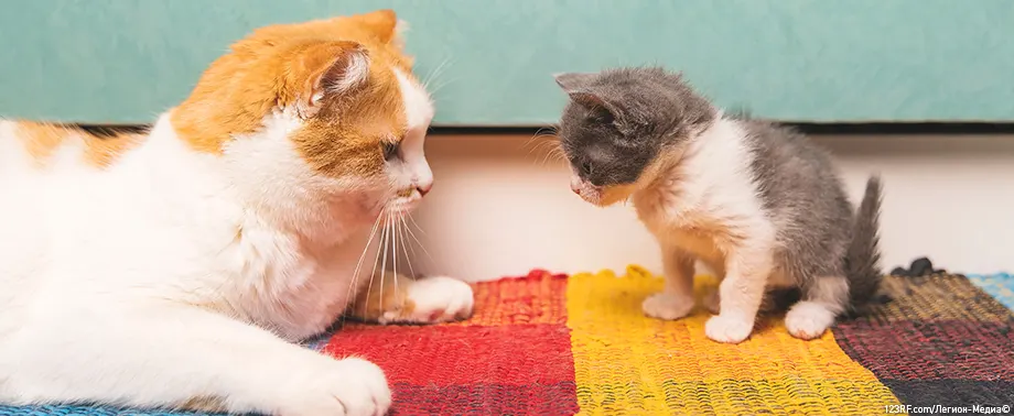 Можно ли котятам детское питание?  