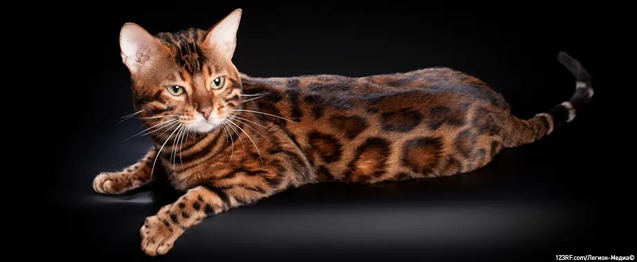 Уход за бенгальской кошкой