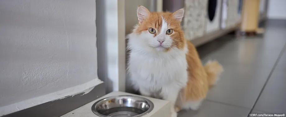 Можно ли кормить кошку только влажным кормом?