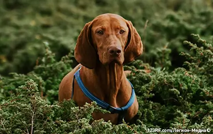 Как вытащить клеща у собаки