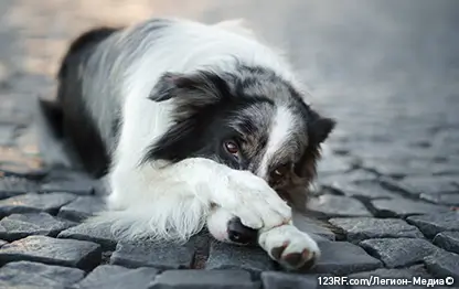 Кашель у собак: причины и как лечить