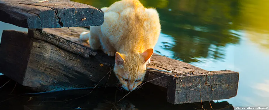 Кошке в уши попала вода