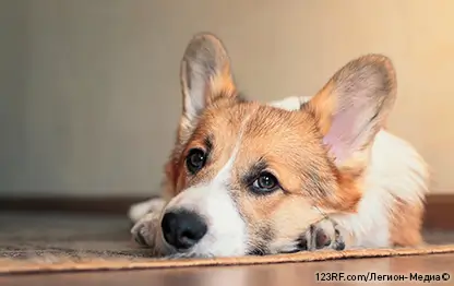 Раны у собак