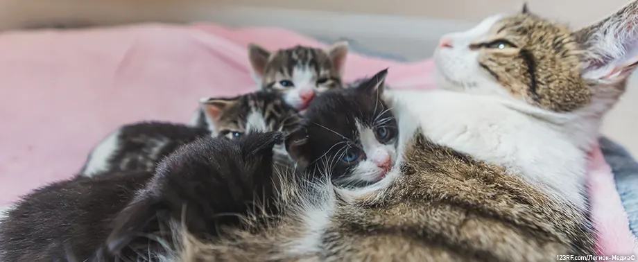 Кошка после родов не ест