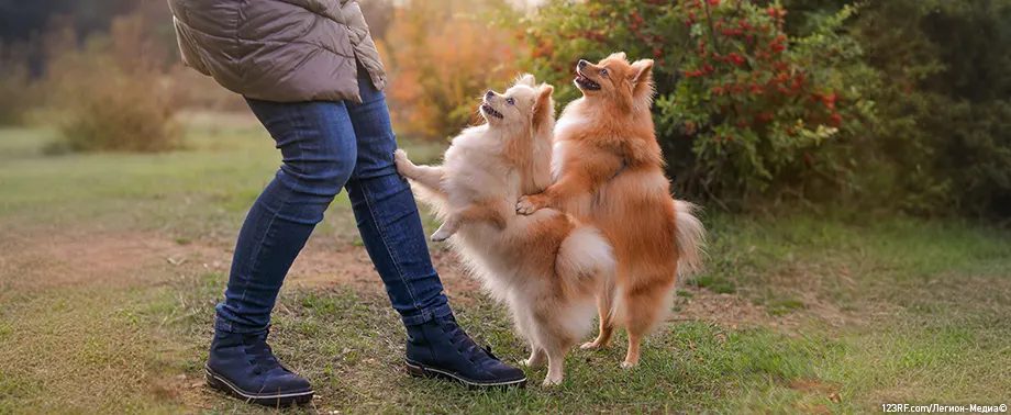 Как отучить собаку прыгать на людей?