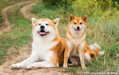 Японские породы собак