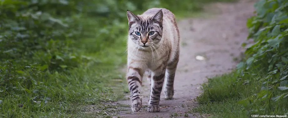 Как отучить кота гулять на улице?