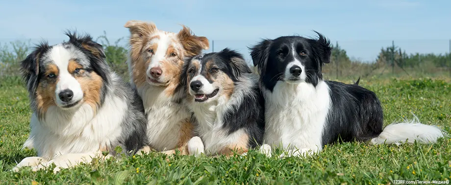 Инбридинг у собак