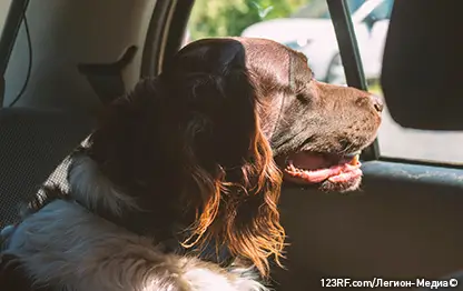 Как перевезти собаку