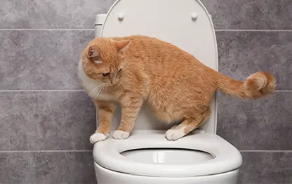 Как отучить кота метить
