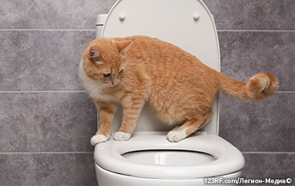 Как отучить кота метить