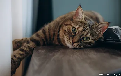 Цистит у кошек