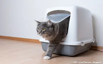 Цистит у кошек