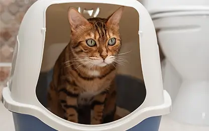 Запор у кошек