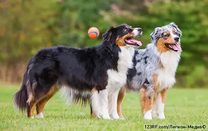 Энтерит у собак