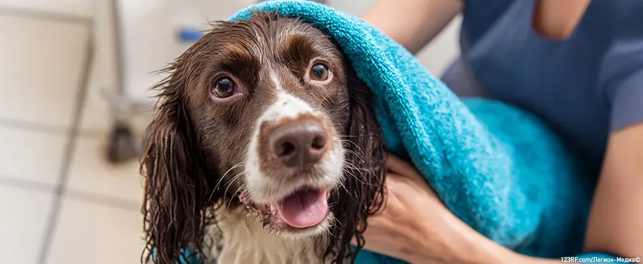 Как часто купать собаку?