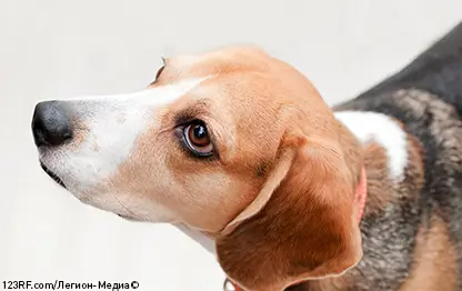 У собаки красные глаза