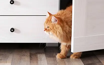 Кошка не дает спать по ночам