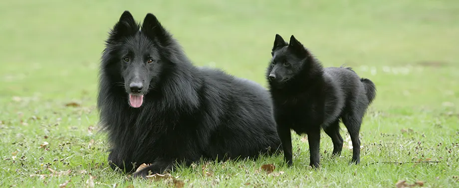 Черные породы собак