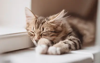 Анемия у кошек