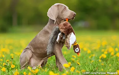 Препараты от блох для собак